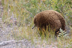 Tachyglossus aculeatus setosus