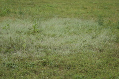 Xeranthemum cylindraceum