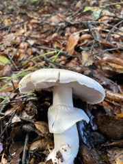 Amanita ocreata
