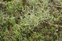 Xeranthemum cylindraceum