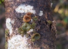 Melanohalea exasperata