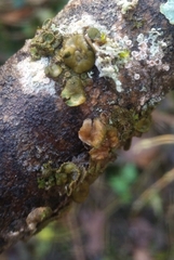 Melanohalea exasperata