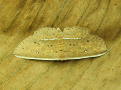 Arasada pyraliformis