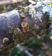 Melanohalea exasperata