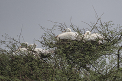Pelecanus philippensis