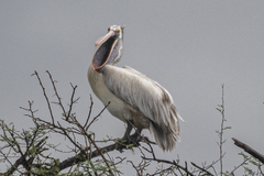 Pelecanus philippensis