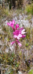 Watsonia coccinea