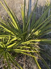 Yucca rupicola