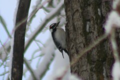Dryobates pubescens leucurus