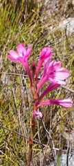 Watsonia coccinea