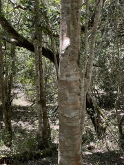 Apodytes dimidiata dimidiata