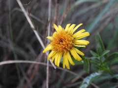 Pentanema spiraeifolium