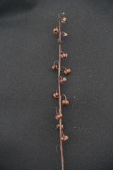 Pyrola rotundifolia