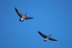 Branta canadensis moffitti