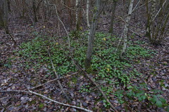 Pyrola rotundifolia