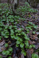 Pyrola rotundifolia