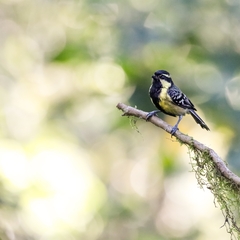 Machlolophus aplonotus