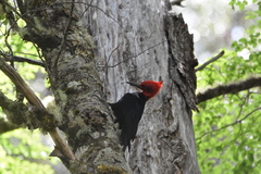 Campephilus magellanicus
