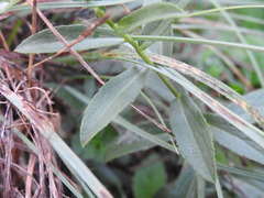 Pentanema spiraeifolium