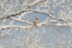 Buteo jamaicensis calurus