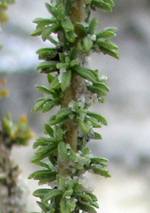 Jamesbrittenia atropurpurea