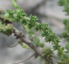 Jamesbrittenia atropurpurea