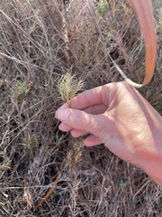 Muhlenbergia utilis
