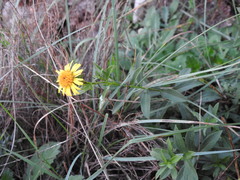 Pentanema spiraeifolium