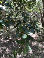 Apodytes dimidiata dimidiata