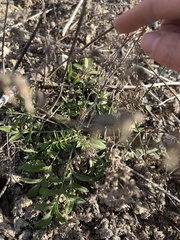 Ratibida columnifera