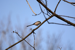 Aegithalos caudatus