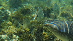 Diplodus