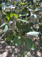 Apodytes dimidiata dimidiata