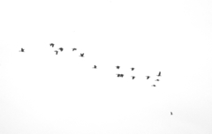 Dendrocygna javanica