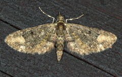 Eupithecia gradatilinea