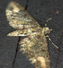 Eupithecia gradatilinea