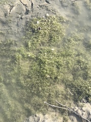 Hydrilla verticillata