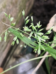 Poa trivialis