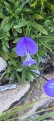 Psoralea