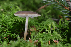 Strobilurus conigenus