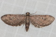 Eupithecia infelix