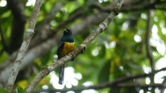 Trogon rufus