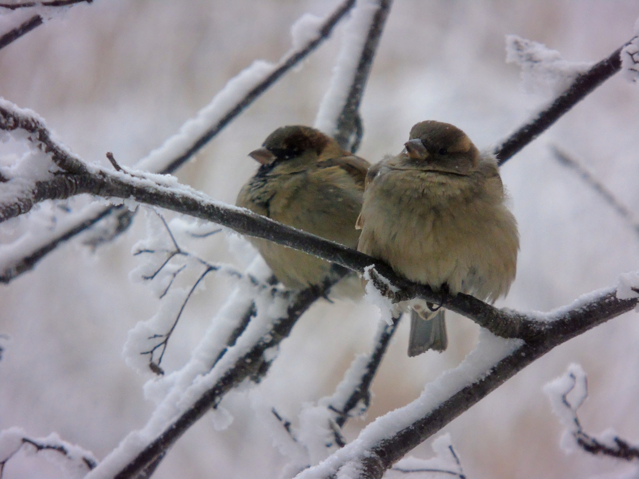 Passer domesticus (Linnaeus, 1758)