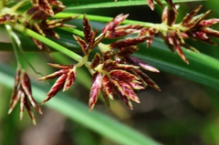 Cyperus longus badius