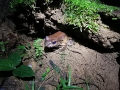 Leptodactylus savagei