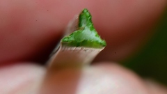 Cyperus longus badius