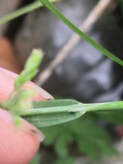 Poa trivialis