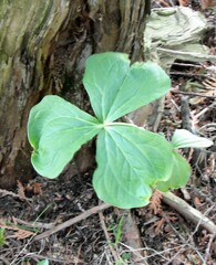 Trillium