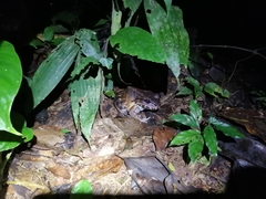 Leptodactylus savagei