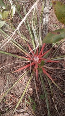 Bromelia goyazensis